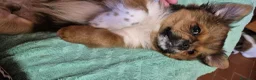 Pechinese cani in vendita: Cuccioli  - Annuncio 3