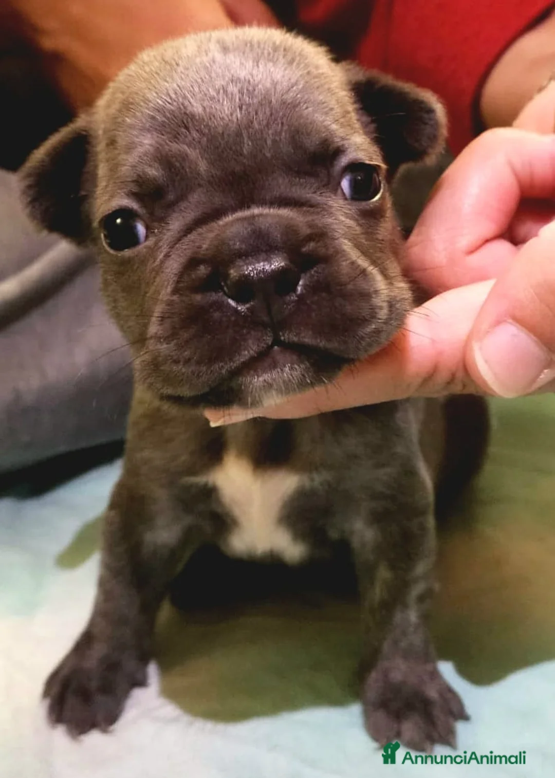 Bulldog Francese cani in vendita: Bulldog Francese esotico  - Annuncio 2