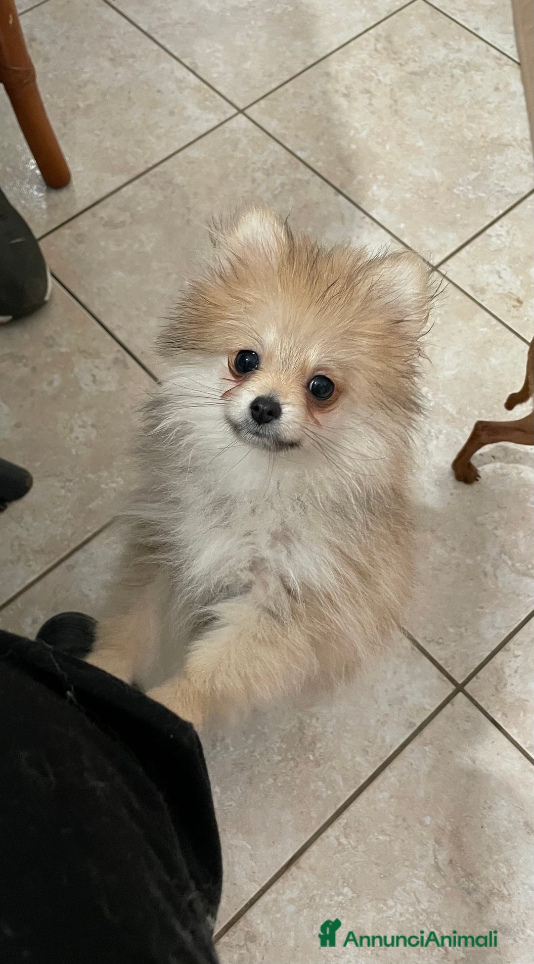 Volpino Pomerania cani in vendita: Spitz nano femmina - Annuncio 2