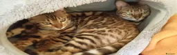 Bengala gatti in vendita: Splendida gattina Bengala  - Annuncio 8