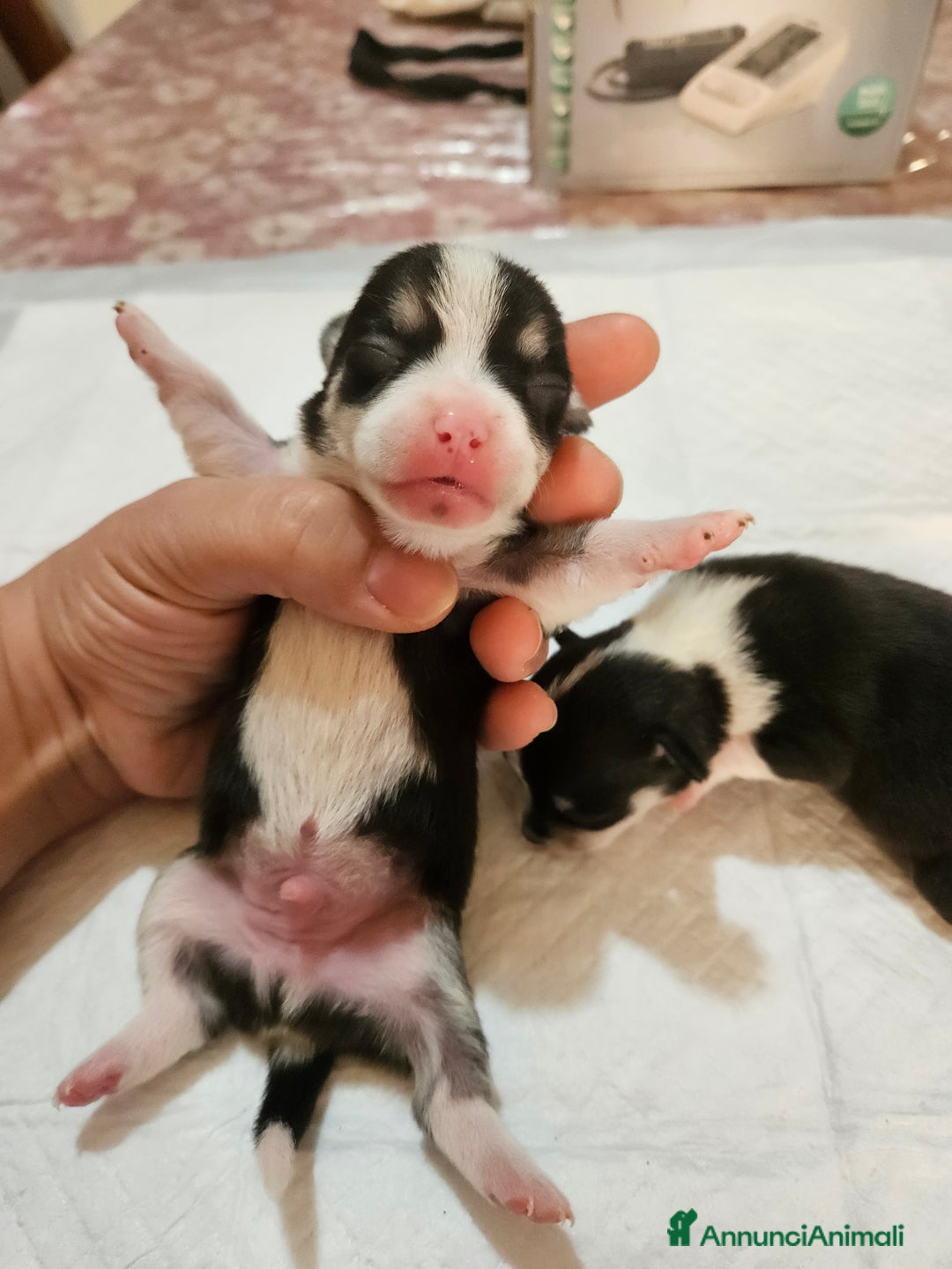 Chihuahua cani in vendita: Chihuahua toy  - Annuncio 4