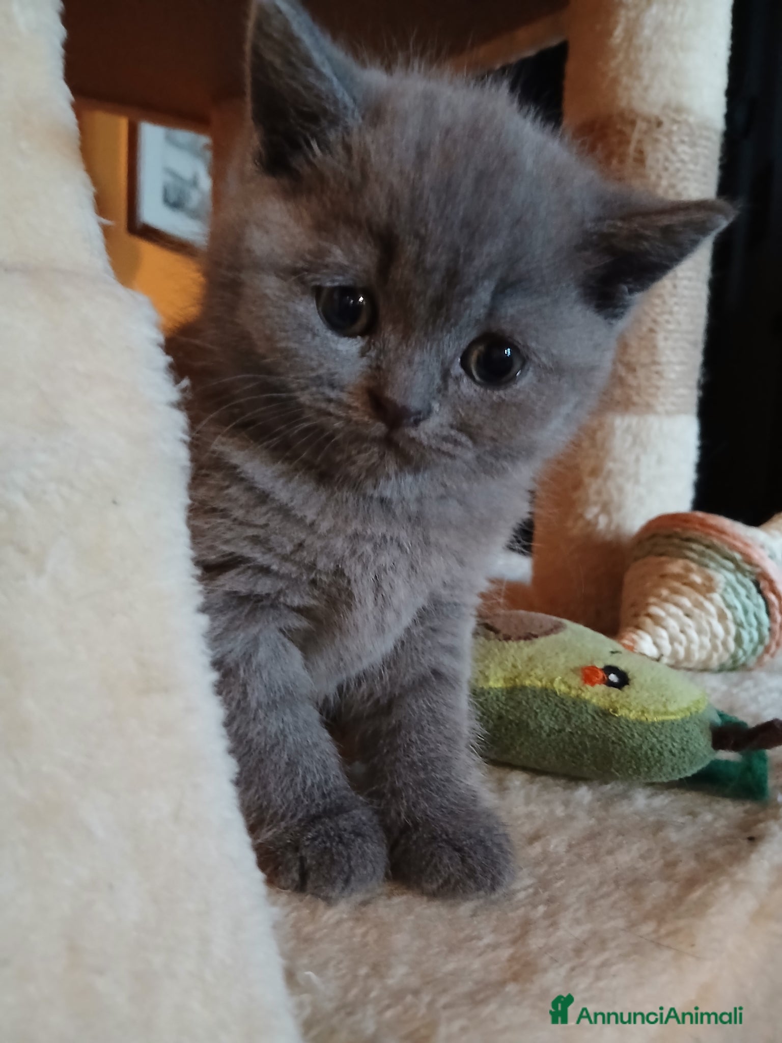 Scottish gatti Cuccioli scottish straight - Annuncio 5