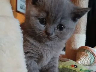 Scottish gatti Cuccioli scottish straight - Annuncio 16