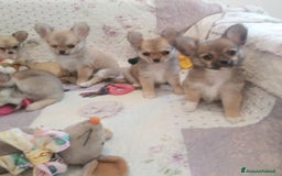 Chihuahua cani in vendita: Cuccioli Chihuahua a pelo lungo con Pedegree Enci  - Annuncio 5