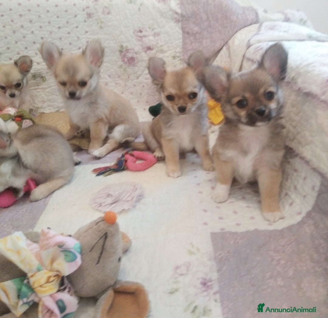 Chihuahua cani in vendita: Cuccioli Chihuahua a pelo lungo con Pedegree Enci  - Annuncio 5