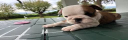 Bulldog cani in vendita: Cuccioli Bulldog Inglese con Pedigree - Annuncio 19
