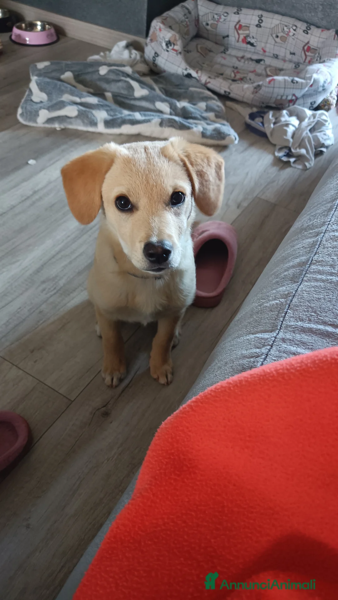 Meticcio cani in regalo: Cucciola meticcia di 3 mesi  a Città Metropolitana di Torino - Annuncio 2