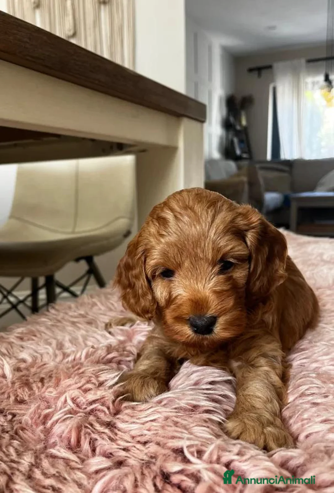 Cavapoo cani in vendita: Splendidi cuccioli di Cavapoo F1 - Annuncio 1