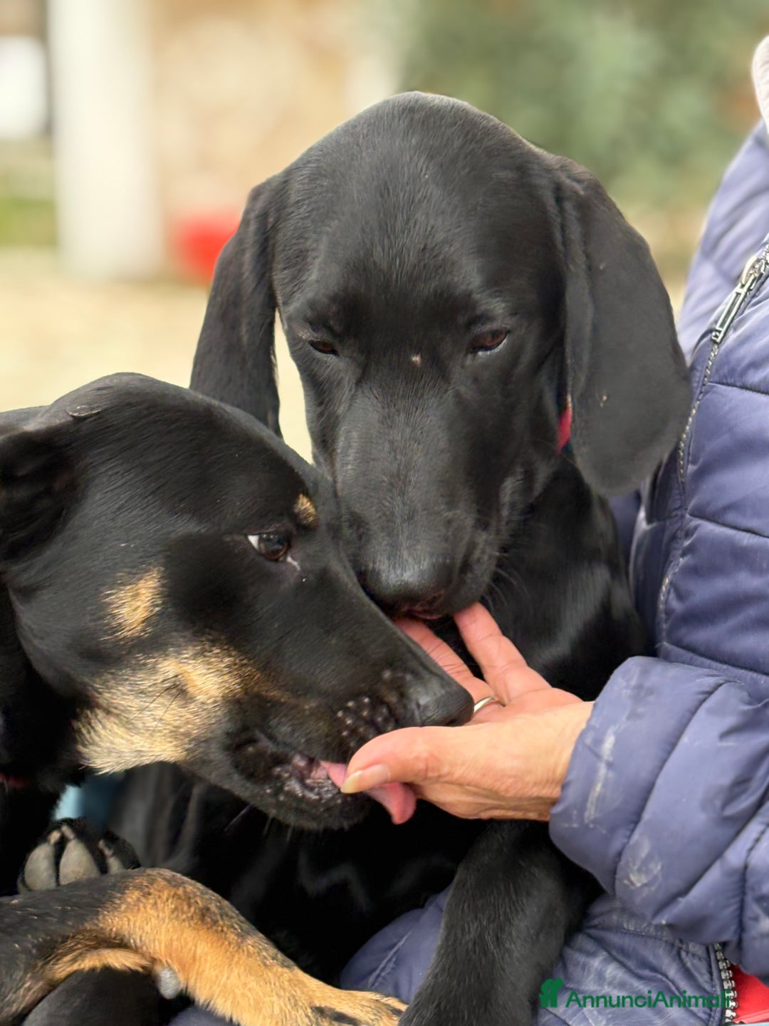 Altre razze cani in regalo: Alex e Susy cuccioli di 5 e 10 mesi cercano casa - Annuncio 2