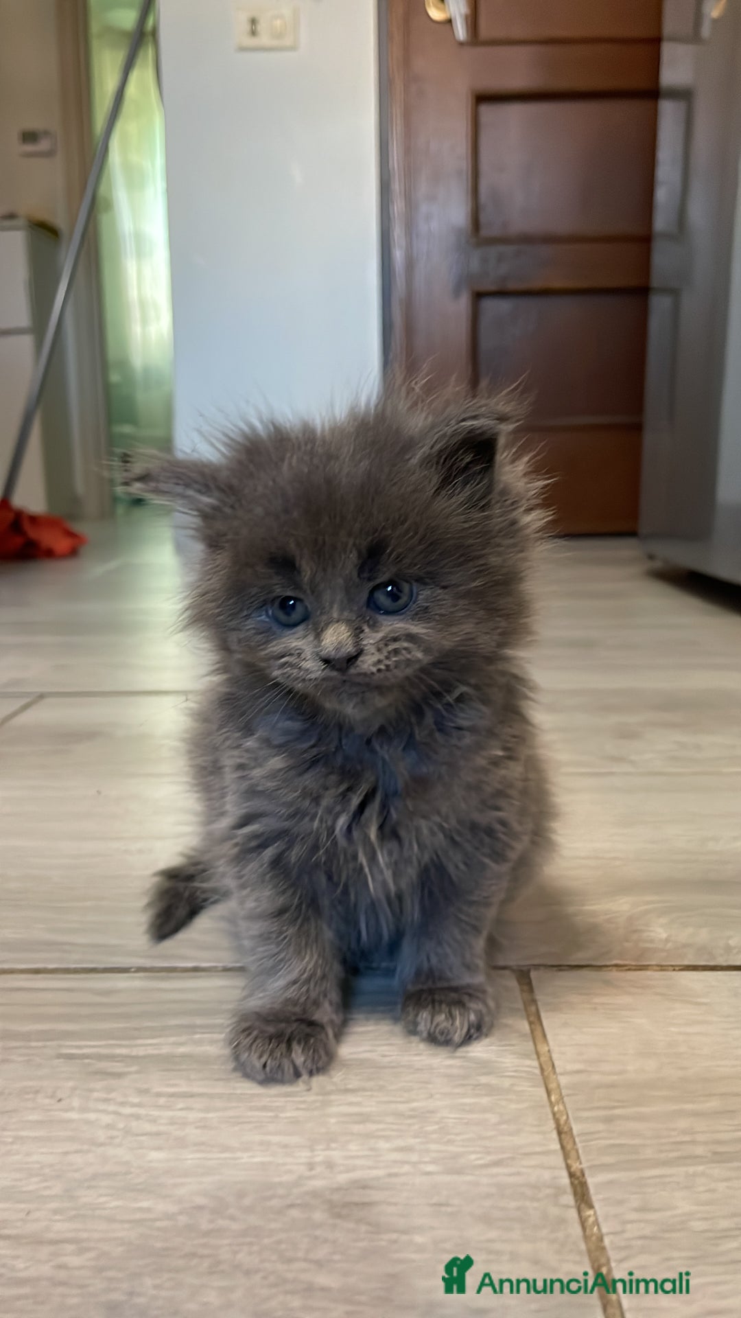 Maine Coon gatti in vendita: Cuccioli mainecoon - Annuncio 3