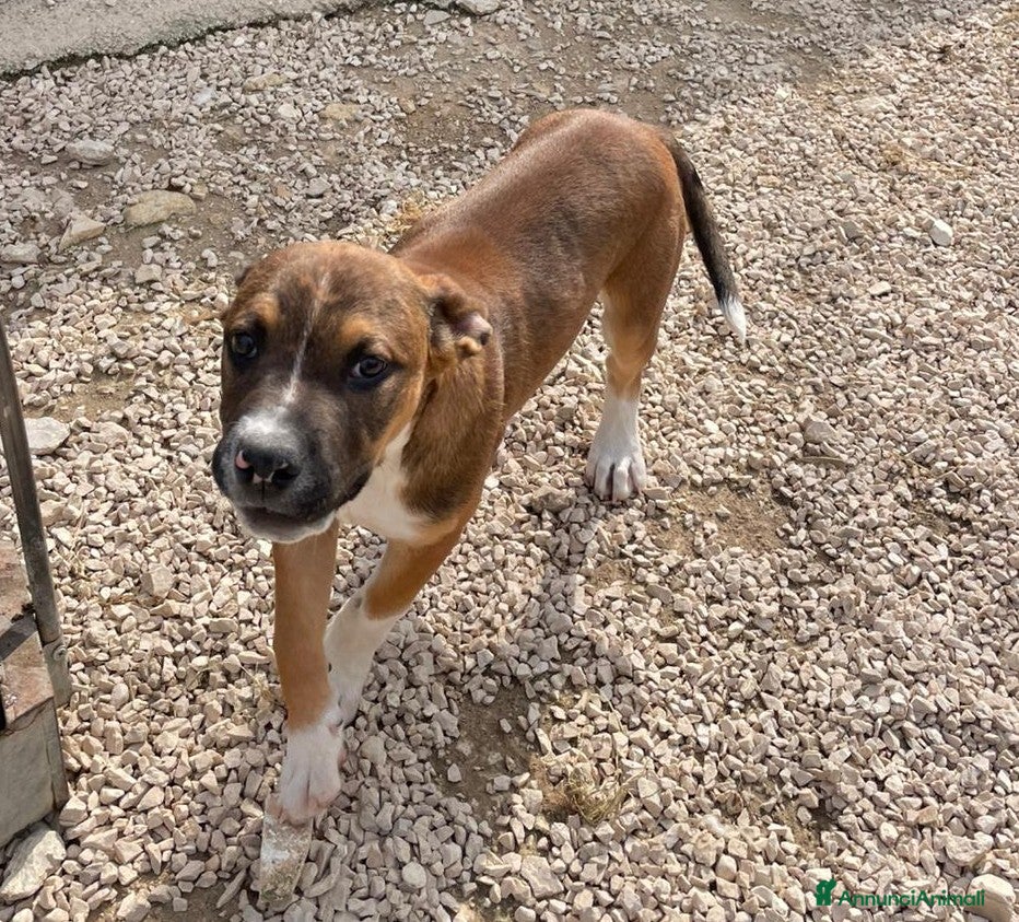 Meticcio cani CUCCIOLO MIX PITT - Annuncio 36