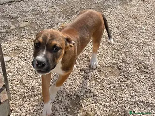 Meticcio cani CUCCIOLO MIX PITT - Annuncio 36