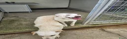 Meticcio cani in regalo: Chiara: giovane, socievole ed equilibrata - Annuncio 27