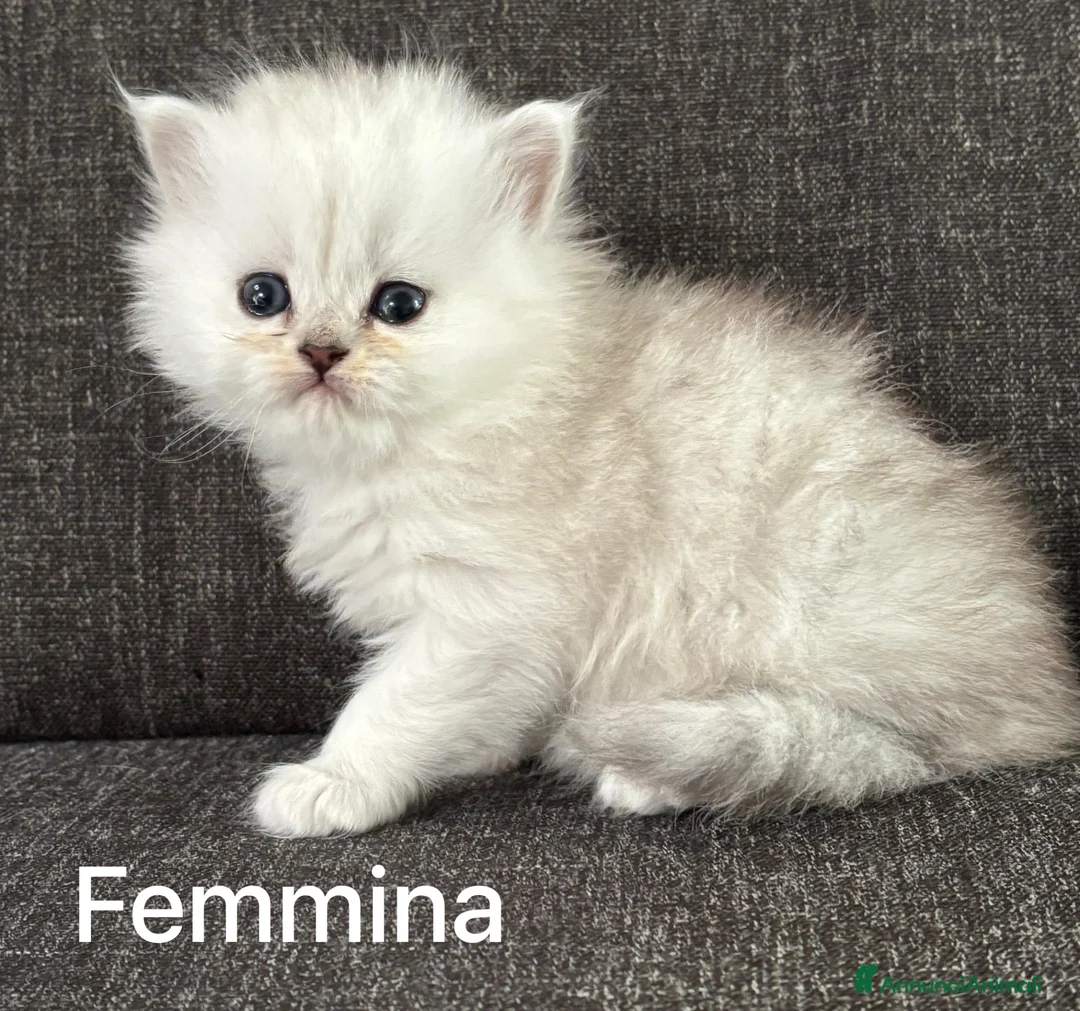 Persiano gatti in vendita: Gattini Cuccioli Persiano  - Annuncio 7