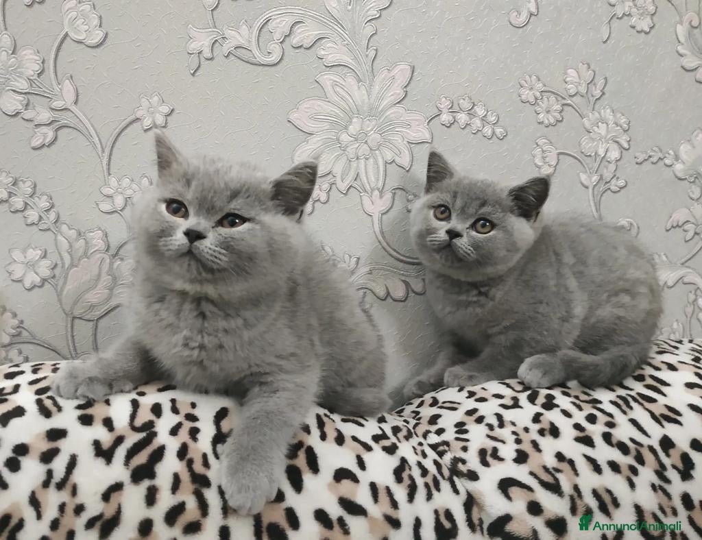 British gatti British Shorthair  - Annuncio 1