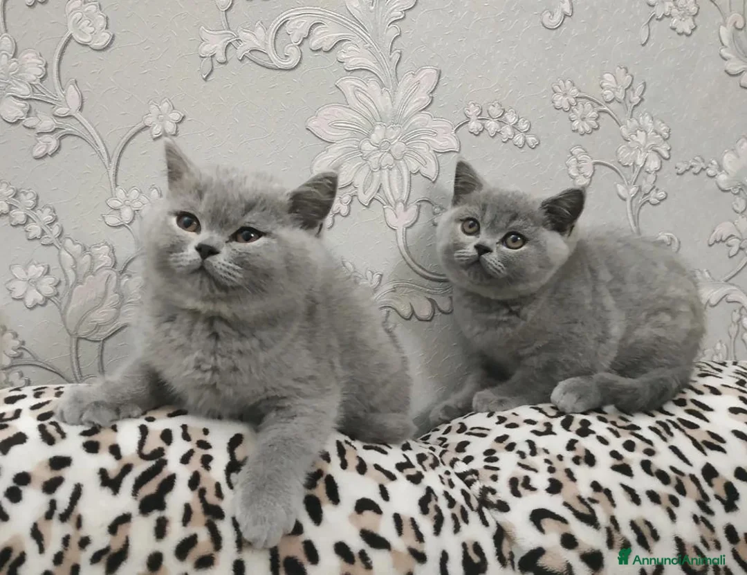 British gatti in vendita: British Shorthair  - Annuncio 1