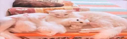 Angora turco gatti in vendita: Splendidi cuccioli di Angora turco - Annuncio 2