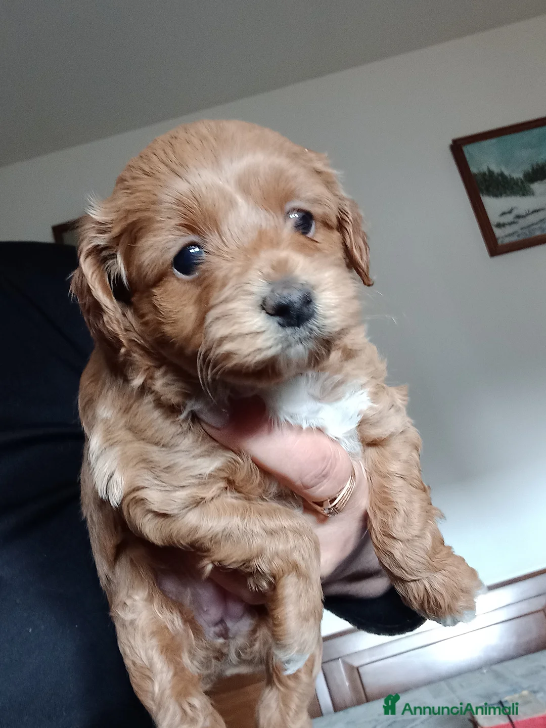 Maltipoo cani in vendita: Maltipo  a Provincia di Forlì-Cesena - Annuncio 6