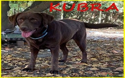 Labrador cani in regalo: KUBRA Adoz.del cuore x questa labrad.cieca! - Immagine 1