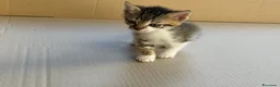 Meticcio gatti in regalo: Regalo gattini - Annuncio 4