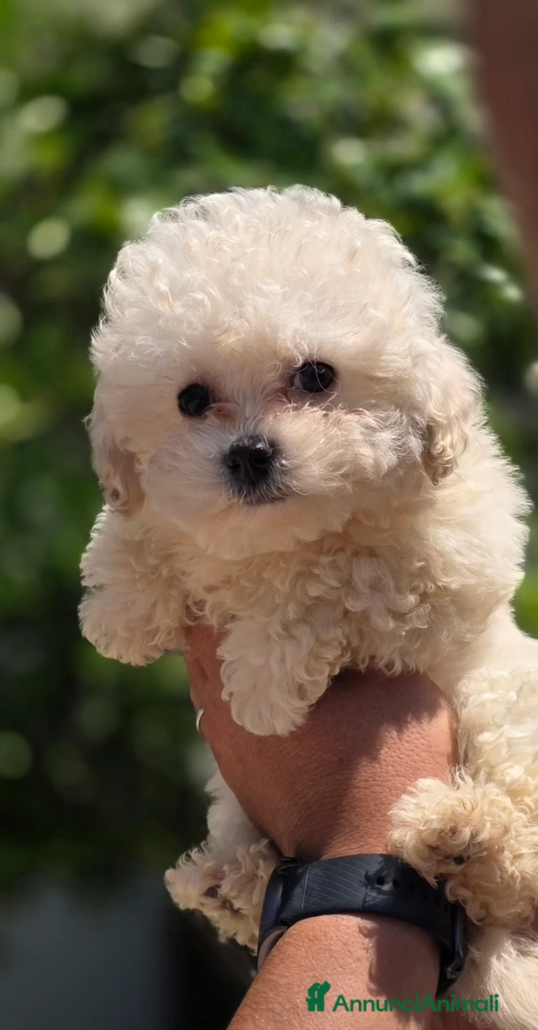 Maltipoo cani in vendita: Maltipoo  - Annuncio 2