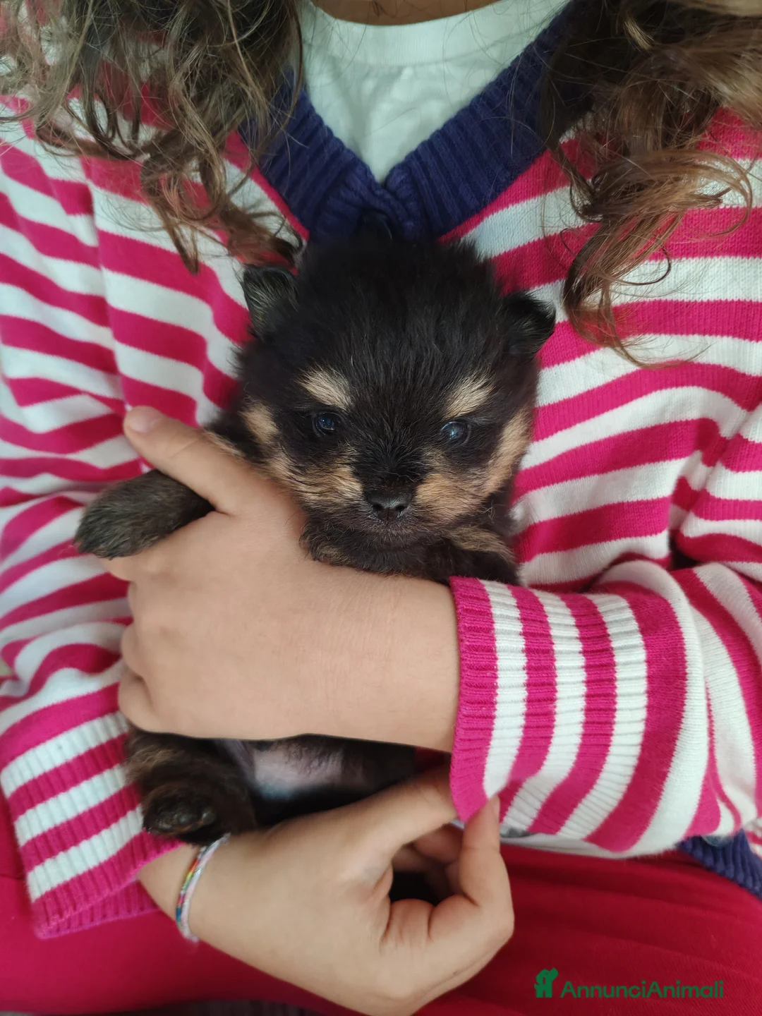 Volpino Pomerania cani in vendita: Cuccioli volpino di Pomerania - Annuncio 2