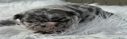 Bulldog Francese cani in vendita: Bulldog francesi Merle maschi a Provincia di Alessandria - Annuncio 2