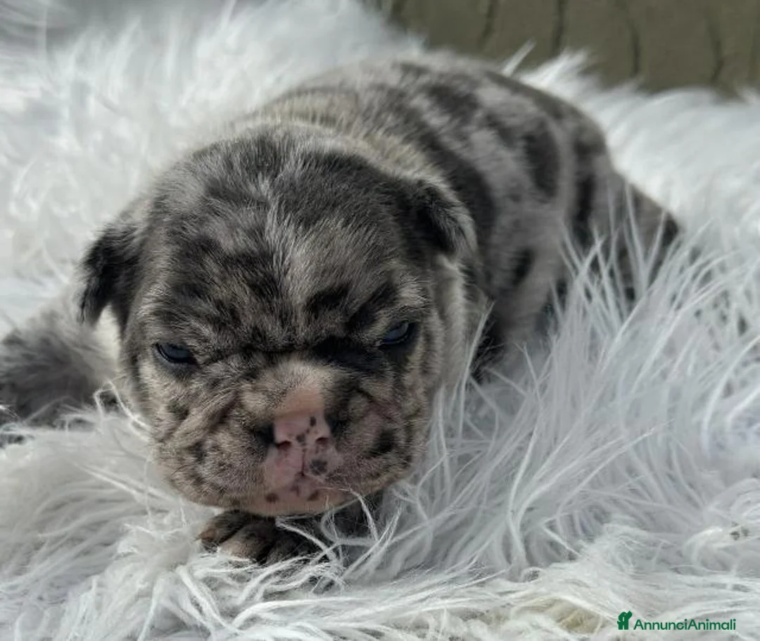 Bulldog Francese cani in vendita: Bulldog francesi Merle maschi a Provincia di Alessandria - Annuncio 2