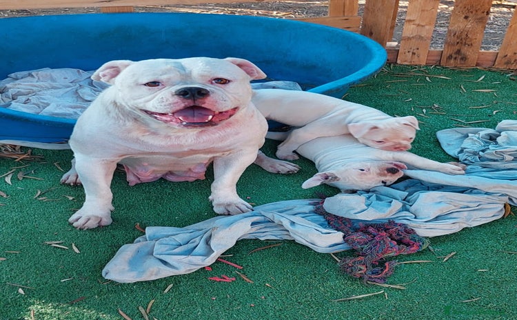 Bulldog cani a Città metropolitana di Catania - Annuncio 12