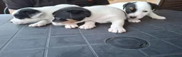 Jack Russell cani in vendita: Jack Russell Terrier a Città metropolitana di Roma Capitale - Annuncio 9