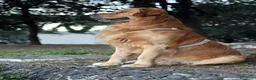 Golden Retriever cani per accoppiamento: cerco femmina per accoppiamento a Città Metropolitana di Napoli - Annuncio 2
