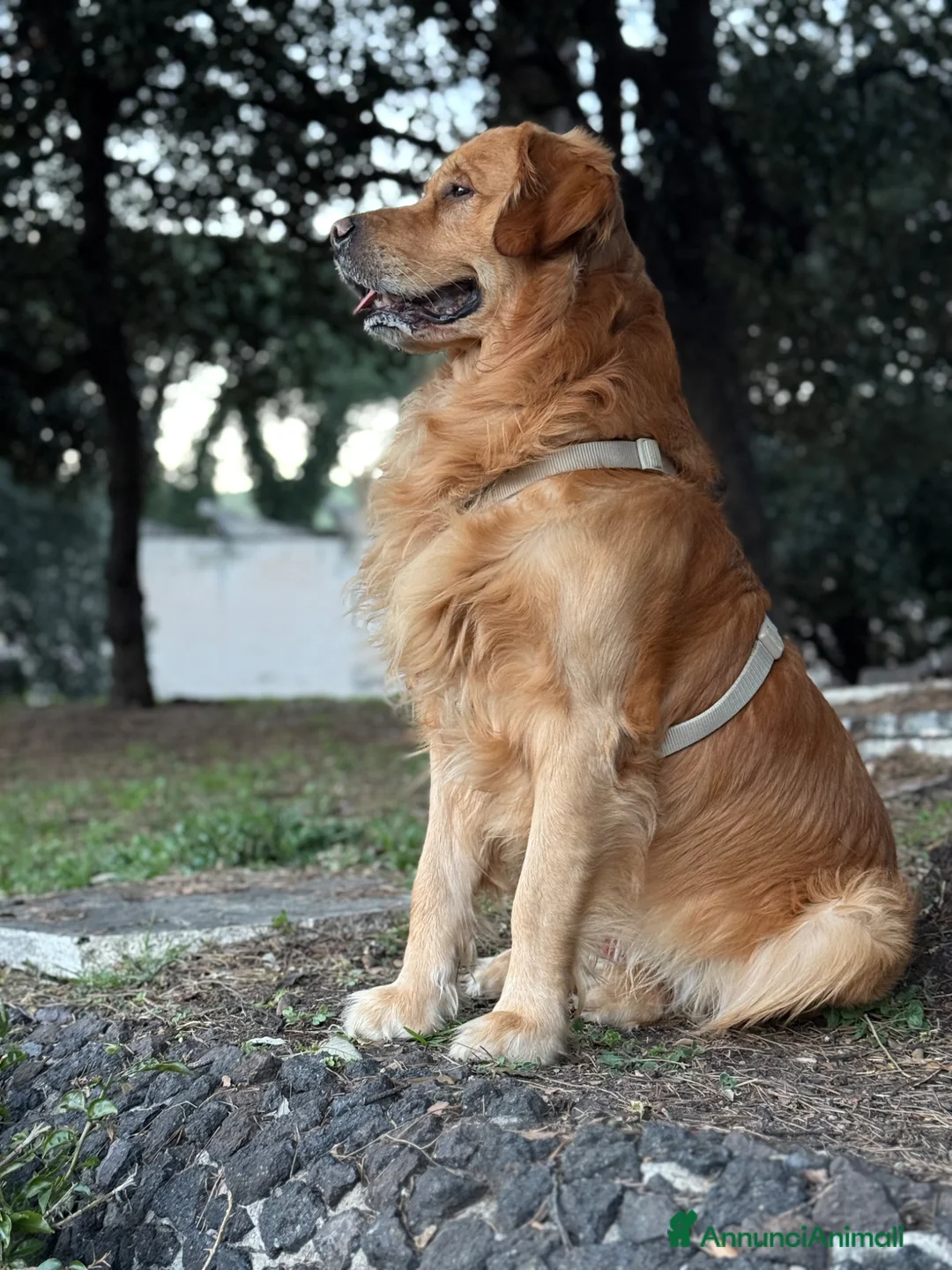 Golden Retriever cani per accoppiamento: cerco femmina per accoppiamento a Città Metropolitana di Napoli - Annuncio 2