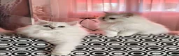 Persiano gatti in vendita: Persiani Chinchillà  - Annuncio 7