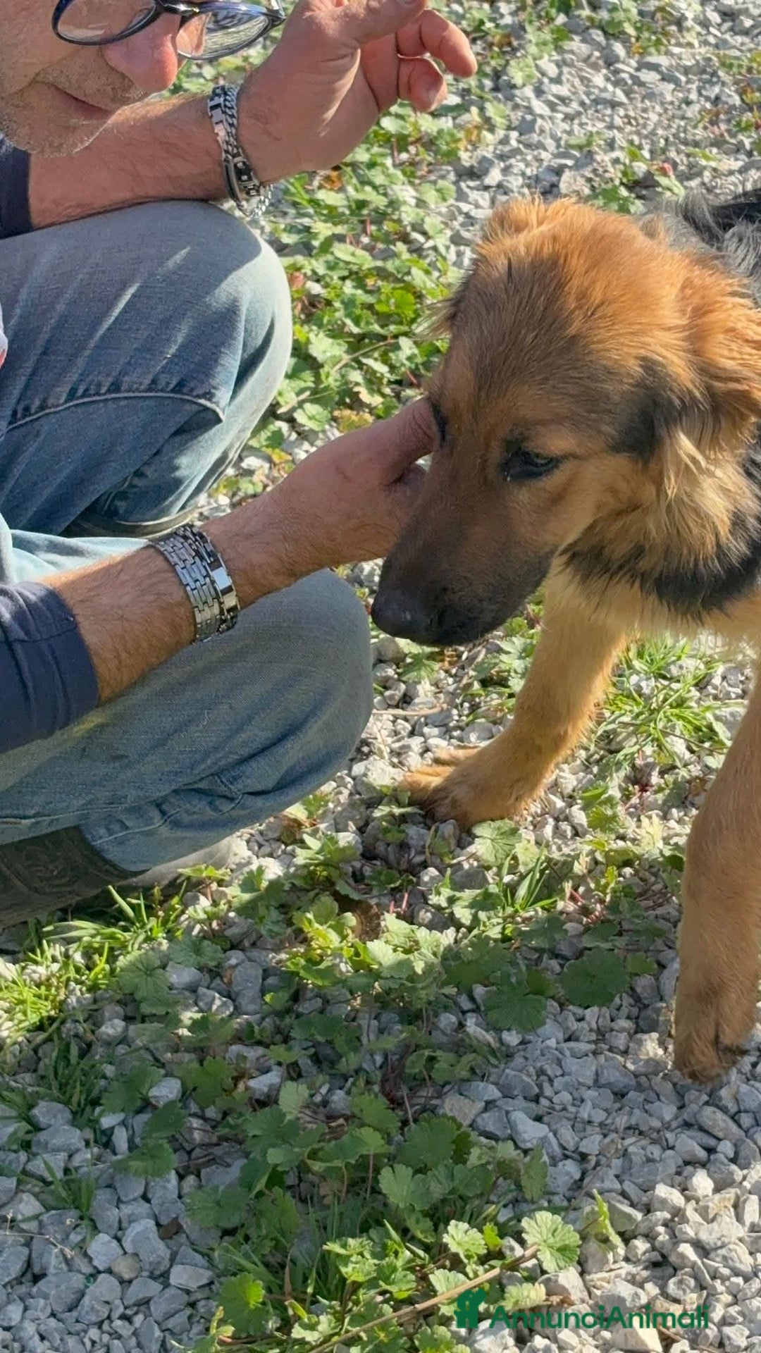 Meticcio cani in regalo: LUCE cucciolotta 5 Mesi  - Annuncio 6