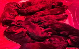 Rottweiler cani in vendita: Cuccioli maschi ROTTWEILER  a Metropolitan City of Turin - Immagine 6
