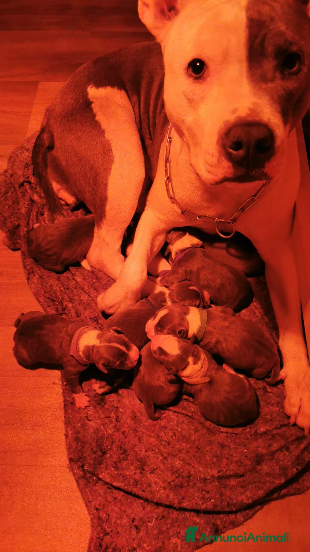 American Staffordshire cani in vendita: Cuccioli di Amstaff blu - Annuncio 12