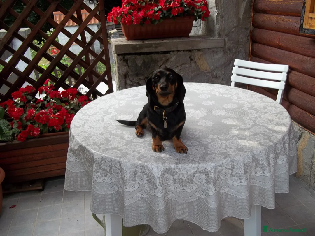 Bassotto cani in vendita: sbirimbimbini nero focato a Provincia di Como - Annuncio 1