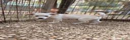Meticcio cani in regalo: la tenera ZOE - Annuncio 4