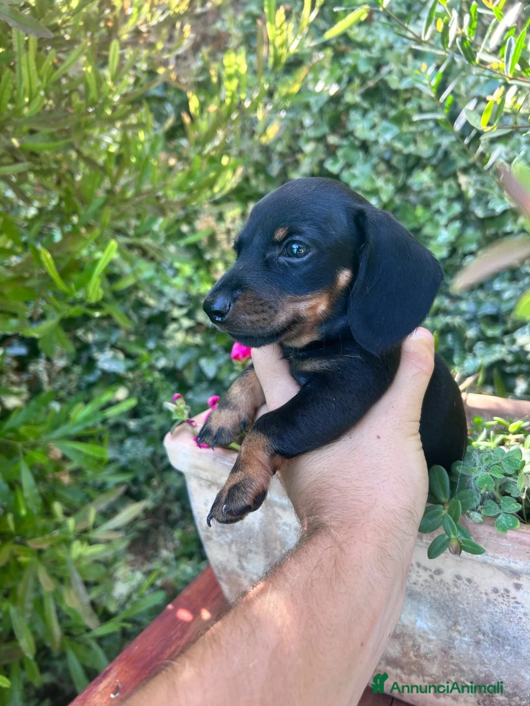 Bassotto cani in vendita: Cuccioli di bassotto  - Annuncio 2