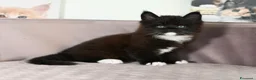 Maine Coon gatti in vendita: 🏆 Top Cuccioli MCO ❤️ - Annuncio 10