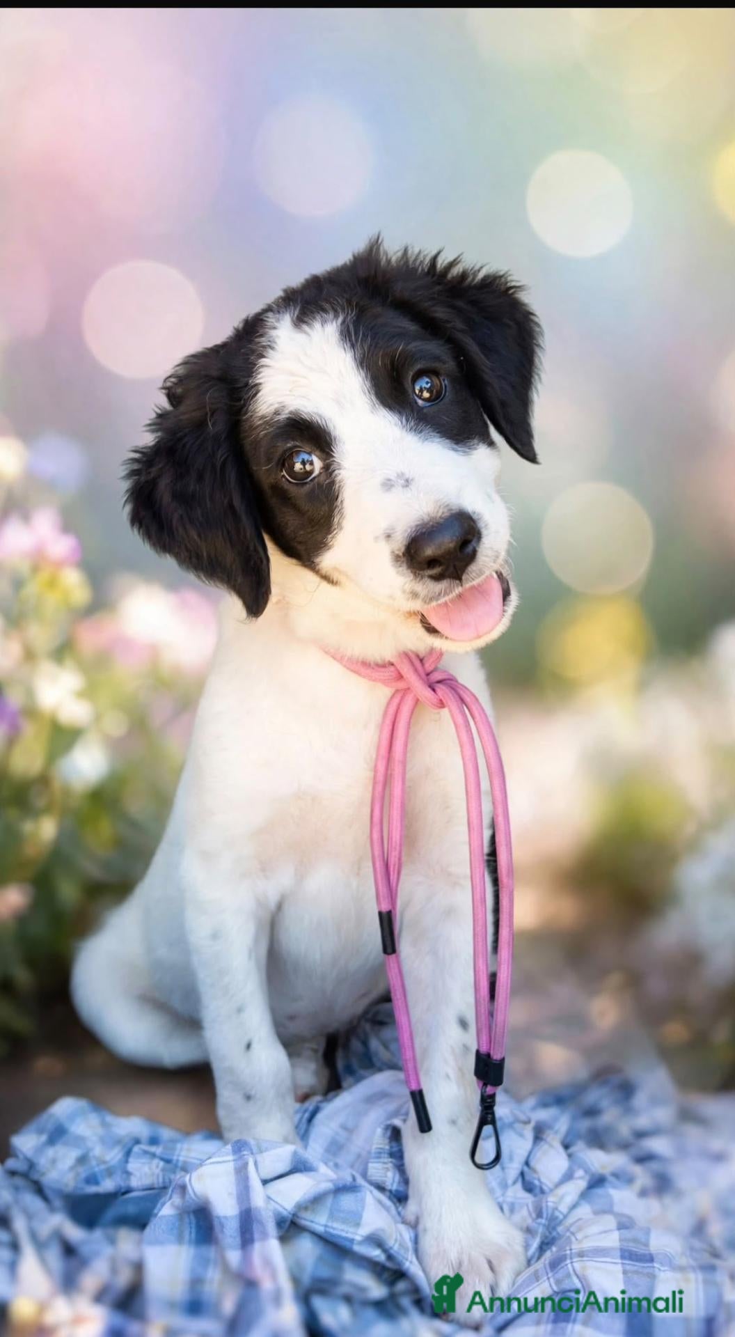 Meticcio cani 3cuccioli 2mesi e 1/2 tg media futura SIRACUSA SOS - Annuncio 40