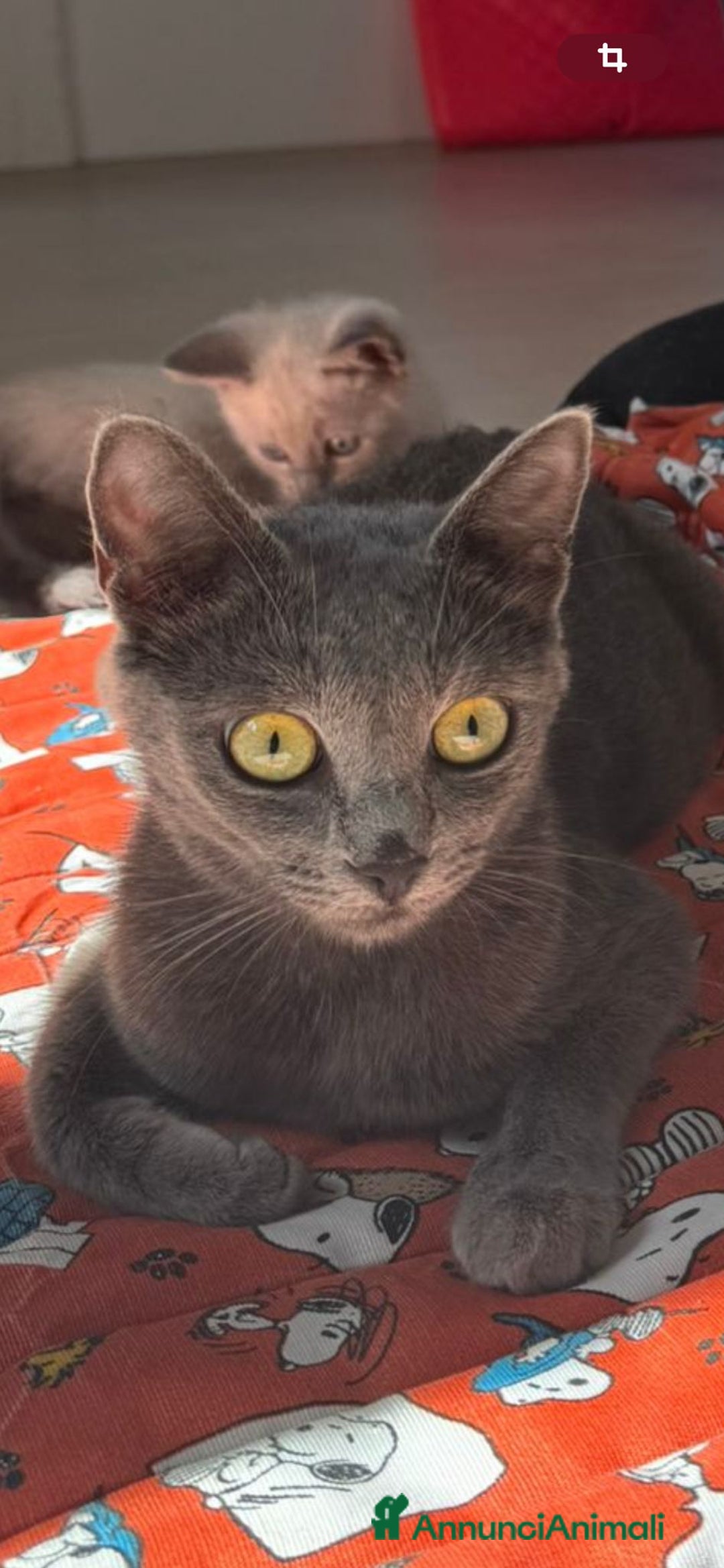 Certosino gatti in regalo: Certosina femmina di 8 mesi a Metropolitan City of Rome Capital - Annuncio 3