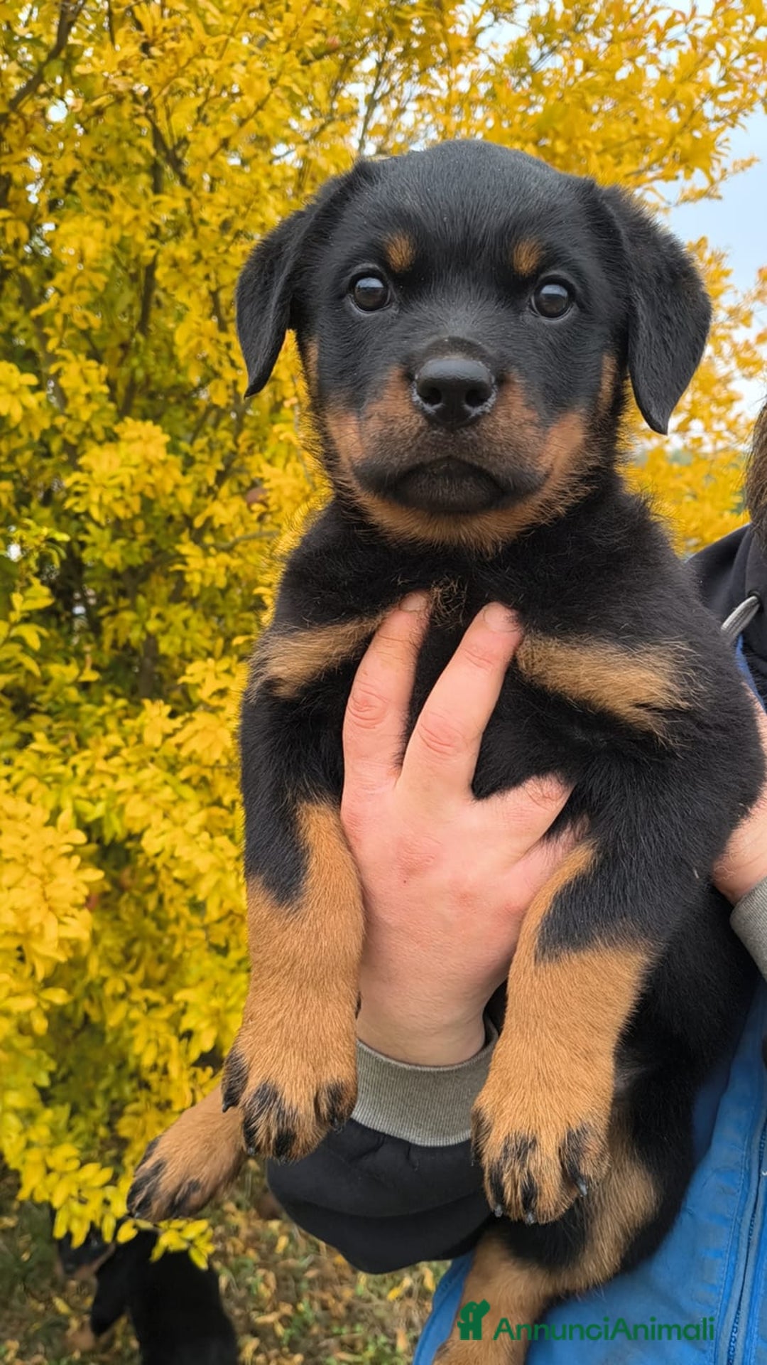 Rottweiler cani in vendita: Karma e Kelly - Cucciole Rottweiler Pedigree Enci - Annuncio 3