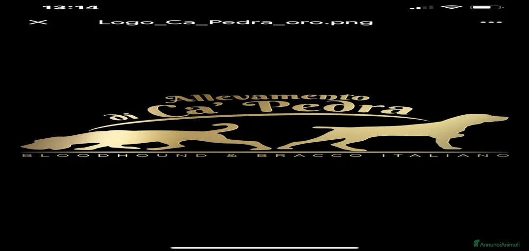 Immagine della galleria {{count}}