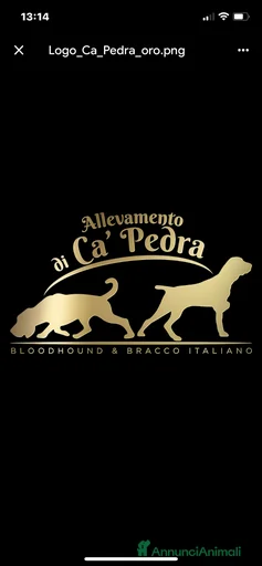 Immagine della galleria {{count}}