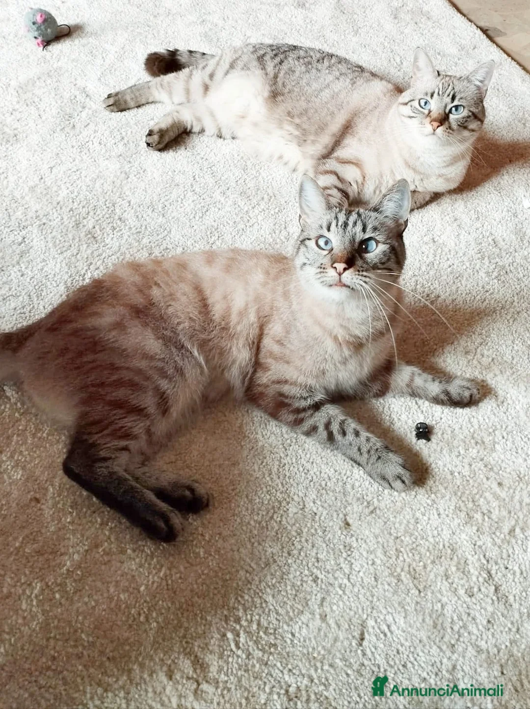 Siamese gatti in vendita: Gattini siamesi tabby - Annuncio 2