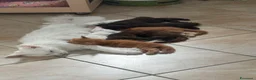 Maine Coon gatti in vendita: Mainecoon cuccioli  a Provincia di Varese - Annuncio 4
