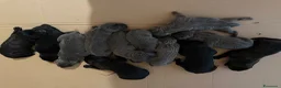 Cane Corso cani in vendita: Cuccioli Cane Corso  - Annuncio 5