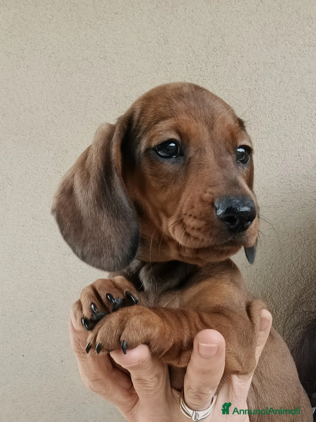 Bassotto cani in vendita: Cucciolo bassotto fulvo - Annuncio 5