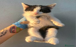 Meticcio gatti in regalo: Jasper gattino di 2 mesi a Provincia di Teramo - Immagine 3